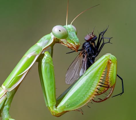 The Praying Mantis's Deadly Precision 🔥 The deadly precision of the praying mantis! This fearsome predator is known for its unique hunting technique, using its powerful forelimbs to snatch its prey with lightning speed. #prayingmantis #predator #nature #insects #hunting Praying Mantis Anatomy, Prey Mantis, Mantis Tattoo, Oc Concept, Ap Portfolio, Praying Mantis, Drawing Ideas, Concept Design, Insects