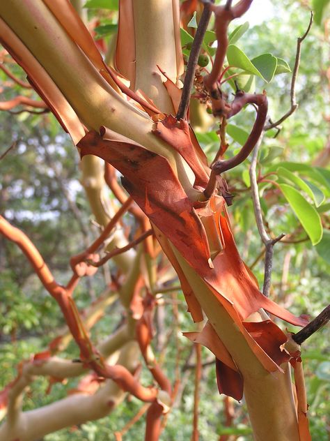 Arbutus andrachne bark Arbutus Tree, Unique Trees, Tree Forest, Tree Leaves, Tree Bark, Landscape Trees, Beautiful Tree, Color Of Life, Tealight