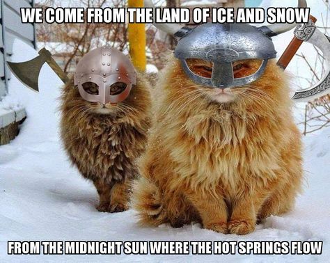 We come from the land of ice and snow... Gatos Cool, Funny Cat Compilation, Forest Cat, Norwegian Forest Cat, Fluffy Cat, Funny Animal Pictures, Crazy Cat Lady, Beautiful Cats, Animal Memes