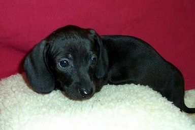 Black-solid Cozy Critters, Chocolate Dachshund, Dachshund Colors, Black Dachshund, Baby Dachshund, Dachshund Puppies For Sale, Wiener Dogs, Weenie Dogs, Pets 3