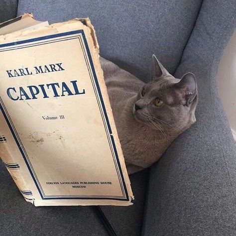 Karl Marx Capital, Katt Grejer, Cat Reading, Karl Marx, Silly Cats, Comme Des Garcons, A Book, Cute Cats, Feline