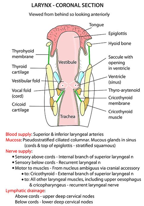 Larynx Anatomy Notes, Head And Neck Anatomy Drawings, Voice Anatomy, Larynx Anatomy, Anatomy Of The Body, Anatomy Head, Medical Slp, Optometry School, Nursing School Life