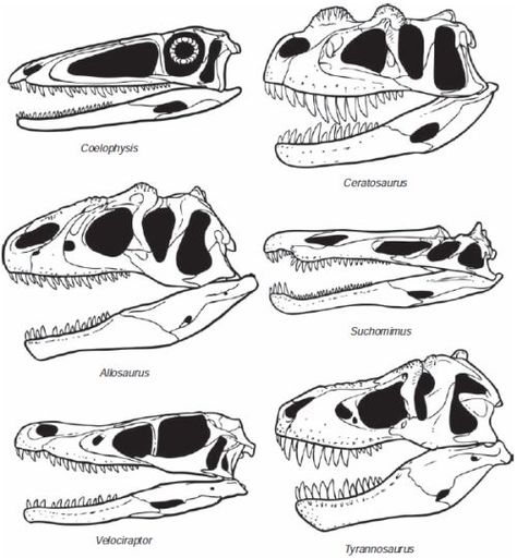 Variation in the skulls of theropod dinosaurs: the Late Triassic ... Velociraptor Skull Tattoo, Fossil Tattoo Dinosaur, Dinosaur Skull Tattoo, Animal Skull Drawing, Dinosaur Skull, Castlevania Wallpaper, Dinosaur Tattoos, Dinosaur Drawing, Animal Skull