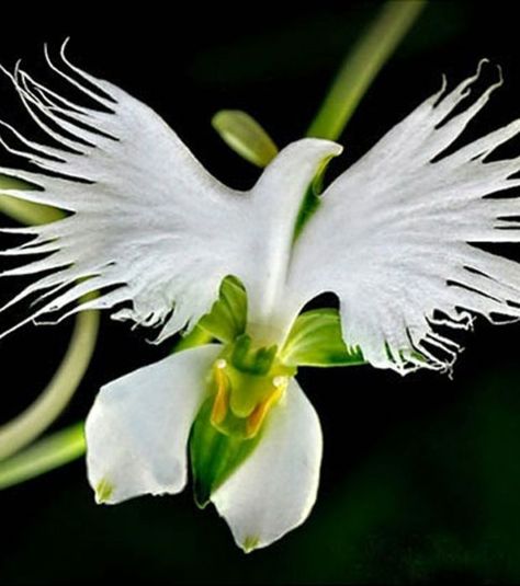 Oiseau en plein vol ? Toujours pas, c'est une orchidée Habenaria Radiata Habenaria Radiata, Egret Orchid, Monkey Orchid, Orchid Seeds, Strange Flowers, Rare Orchids, Unusual Plants, Unusual Flowers, Beautiful Orchids