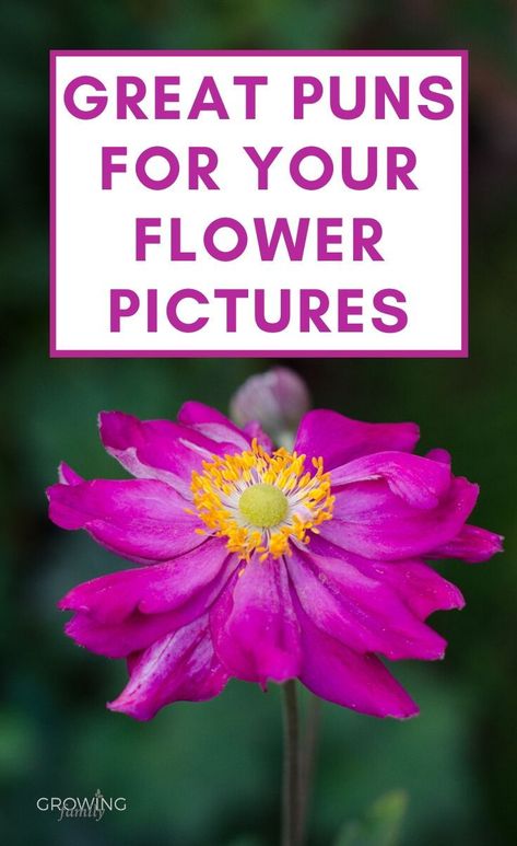 These flower puns and flower jokes are perfect for captioning your flower pictures - or just for a giggle! #gardenjokes #flowerjokes #growingfamily Flower Appreciation Quotes, Funny Quotes About Flowers, Funny Flower Quotes Humor, Cute Flower Sayings, Spring Puns Funny, Flower Sayings Quotes Simple, Flower Puns Funny, Funny Flower Quotes, Garden Quotes Funny