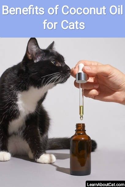 Benefits of Coconut Oil for Cats Coconut Oil For Cats Benefits Of, Coconut Oil For Cats, Cat Wounds, Cat Vitamins, Cat Health Remedies, Cat Remedies, Cat Health Problems, Natural Pet Care, Cat Health Care