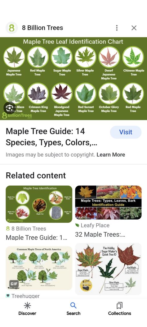 Maple Leaf Meaning, Leaf Identification Chart, Tree Leaf Identification, Maple Tree Seeds, Japanese Red Maple, Leaf Identification, Red Maple Tree, Growing Trees, Family Homestead