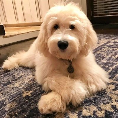 Goldendoodle Full Grown, Mini Sheepadoodle, Medium Goldendoodle, English Goldendoodle, Goldendoodle Haircuts, Quotes Outdoors, Goldendoodle Grooming, Celebrities Quotes, Mini Goldendoodle Puppies