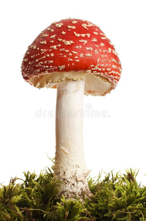 Mushroom. Red poison mushroom close up studio shoot , #sponsored, #poison, #Red, #Mushroom, #mushroom, #shoot #ad Red Mushroom Photography, Mushrooms Reference, Red Cap Mushroom, Red And White Mushrooms, Poison Mushroom, Mushroom Photography, Mushroom Lamps, Mushroom Cookies, Red And White Mushroom