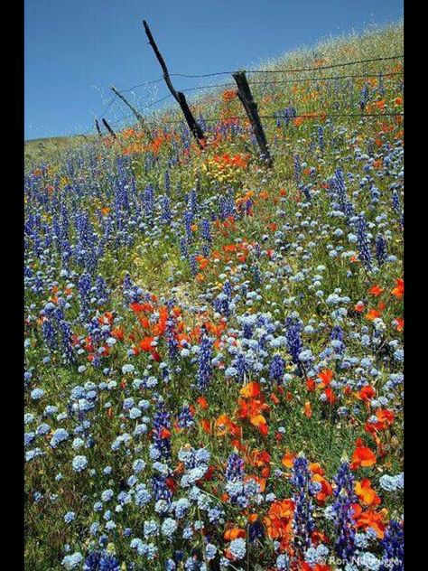 California Wildflowers, Wildflower Photo, Belle Nature, Have Inspiration, Wildflower Garden, Barbed Wire, Alam Semula Jadi, Flower Field, Love Flowers