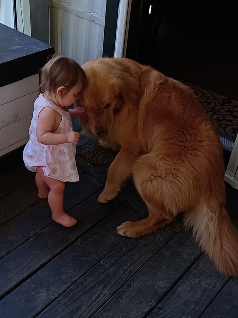 Baby And Golden Retriever, Golden Retriever With Baby, Vision Board Golden Retriever, Golden Retriever With Family, Golden Retriever Family, Golden Retriever Newborn, Baby And Dog, Golden Retriever Baby, Golden Dog