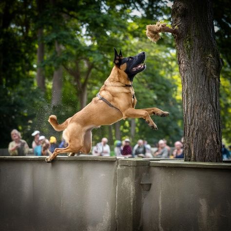 Did you know that Belgian Malinois are renowned for their exceptional jumping ability? They can leap over 8 feet high, which is why they're often used in police and military operations for scaling walls and obstacles. These agile pups are like the superheroes of the canine world! #BelgianMalinois, #SuperDog, #HighJumpers, #CanineAthletes, #AgilityStars, #MalinoisMagic, #DogsofInsta, #K9Heroes, #DogTrainerLife, #RSK9Dave 😮 Military Operations, Belgian Malinois, Dog Trainer, Knowing You, Did You Know, Canning, Dogs, Quick Saves, Instagram