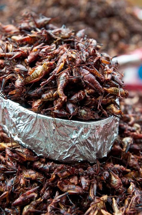 Grasshoppers Bacon Bits Cricket Flour Recipes, South American Food, Bug Food, Aaron Sanchez, Edible Bugs, Eating Bugs, Edible Insects, Almond Flour Cakes, Bizarre Foods