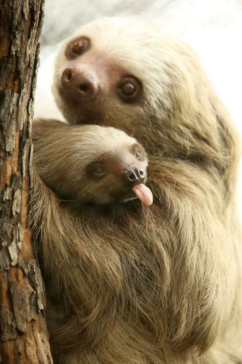 Two Toed Sloth, Sloth Life, Baby Sloth, Cute Sloth, Cute Creatures, Sweet Animals, Animal Planet, In The Wild, Cute Little Animals