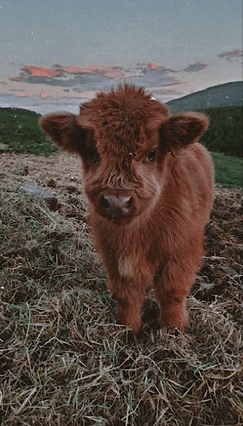 Hyland Cow Wallpaper, Highland Cow Screensaver, Scottish Highland Cow Wallpaper, Cute Fluffy Cow Wallpaper, Country Asthetic Picture Wallpaper, Hyland Cows, Aesthetic Cows, Cow Wallpapers, Highland Cow Pictures