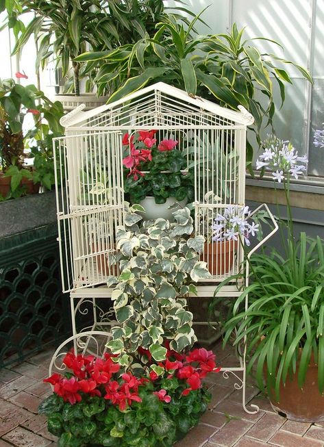 Birdhouse Beauty | coffeechic65 | Flickr Birdcage Ideas, Vintage Bird Cage Decor, Global Inspired Decor, Birdcage Planter, Bird Houses Ideas Diy, Backyard Flowers, Bird Cage Decor, Vintage Bird Cage, Plant Decor Indoor