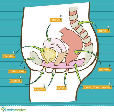 Postpartum Incontinence, Postpartum Symptoms, Pelvic Floor Therapy, Physical Therapist Assistant, Pelvic Floor Dysfunction, Pelvic Floor Exercises, Kegel Exercise, Pelvic Floor Muscles, Shiatsu Massage