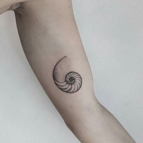 Nautilus Tattoo Shell, Fibonacci Tattoos, Nautilus Shell Tattoo, Ammonite Tattoo, Circular Tattoo Designs, Fibonacci Spiral Tattoo, Nautilus Tattoo, Golden Ratio Tattoo, Spiral Tattoo