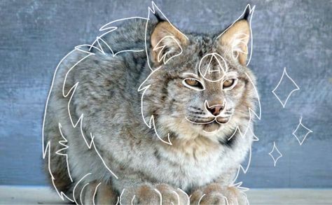 Lynx Therian, Cat Types, Lynx Cat, Canada Lynx, Heart Type, Smart Auto, Big Show, Animal Masks, You Want Me