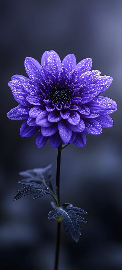 Dahlia Iphone Wallpaper, Aesthetic Lavender, Deco Violet, Hd Iphone Wallpaper, Wallpaper 1080p, Abstract Art Images, Iphone Wallpaper Lights, Android Wallpaper Art, Iphone Wallpaper Stills