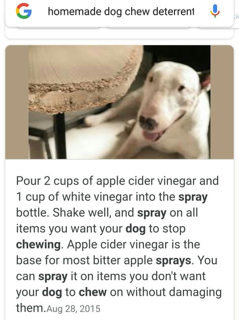 No Chew Dog Spray Diy, Anti Chew Spray For Dogs Diy, Dog Deterrent Spray, Stop Dog Chewing, Dog Deterrent, Flea Remedies, Essential Oils Dogs, Dog Spray, Phrase Tattoos