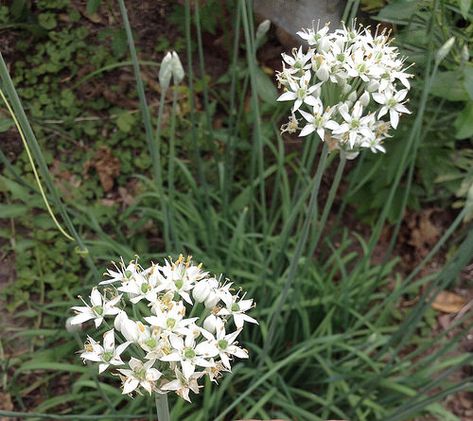 Wild Onion Flowers IGFB22 - Merriwether Adventurer Onion Flowers, Wild Onion, Onion Flower, Texas Plants, Practical Garden, Wild Onions, Carrot Flowers, Rain Lily, Planting Onions