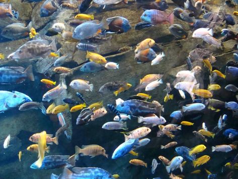 Malawi Rift Lake African Cichlids | Hollywood Fish Farm Online African Cichlid Tank, Lake Malawi Cichlids, Malawi Cichlids, Lake Malawi, Cichlid Fish, Saltwater Aquarium Fish, Underwater Plants, Tropical Fish Aquarium, Live Aquarium Plants