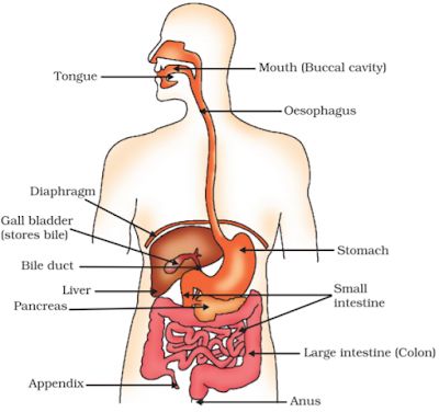 Notes of Ch 6 Life Process Part-I| Class 10th Science « Study Rankers Stomach Diagram, Digestive System For Kids, Digestive System Diagram, Digestive System Anatomy, Human Respiratory System, Biology Diagrams, Notes Life, Sistem Pencernaan, Human Digestive System