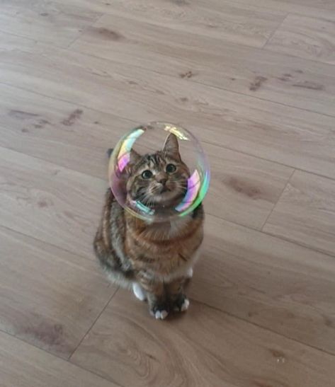 Cat with the perfect bubble on her head. Bubbles