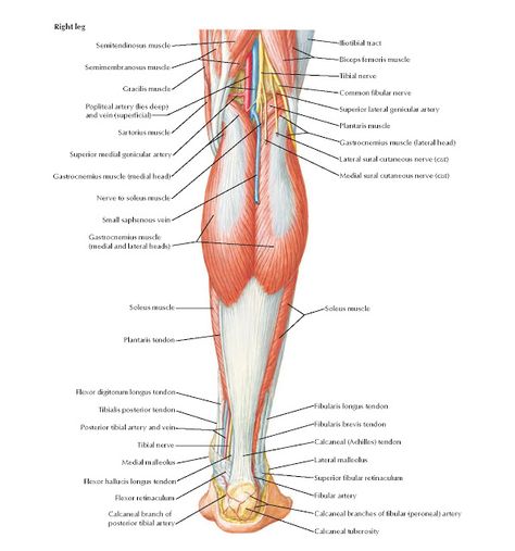 Muscles of Leg (Superficial Dissection): Posterior View Anatomy   Semitendinosus muscle, Semimembranosus muscle, Gracilis muscle, Poplite... Semimembranosus Muscle, Semitendinosus Muscle, Gracilis Muscle, Leg Muscles Diagram, Leg Muscles Anatomy, Sartorius Muscle, Muscular Anatomy, Human Body Muscles, Body Muscle Anatomy