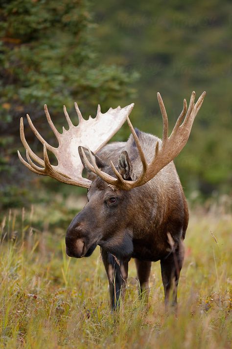 A large Alaskan bull moose Moose Pics, Moose Animal, Moose Painting, Moose Pictures, Moose Hunting, Moose Deer, North American Animals, Hunting Pictures, Wild Animals Photography