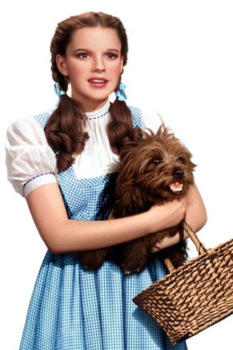 The wizard of OZ<3 Toto Wizard Of Oz, Wizard Of Oz Pictures, Oz Characters, Wizard Of Oz Characters, Wizard Of Oz Movie, Dorothy Wizard Of Oz, Dorothy Costume, Wizard Of Oz 1939, Dorothy Gale