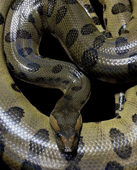 Green Anaconda Snake, Snake Priestess, Medusa Reference, Titanoboa Snake, Elena Core, Giant Anaconda, Anaconda Snake, Green Anaconda, Wood Dragon