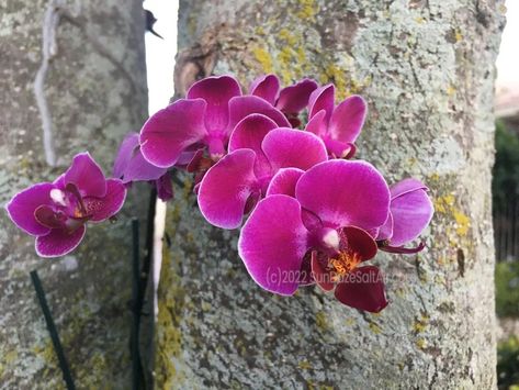 How To Attach Orchids To A Tree, How To Hang Orchids On Trees, Transplanting Orchids, Hawaii Plants, Hanging Orchid, Orchid Tree, Phalaenopsis Orchid, Orchid Plants, Replant