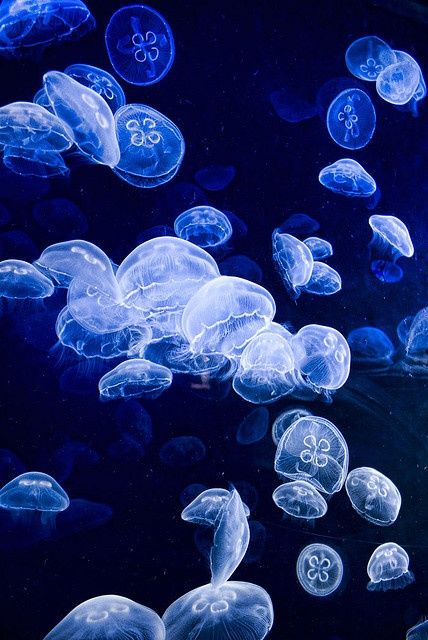 Jelly fishes Jelly Fish Photography, Jelly Fishes, Jellyfish Quotes, Jellyfish Facts, Jellyfish Sting, Jellyfish Lantern, Jellyfish Jewelry, Jellyfish Costume, Jellyfish Illustration