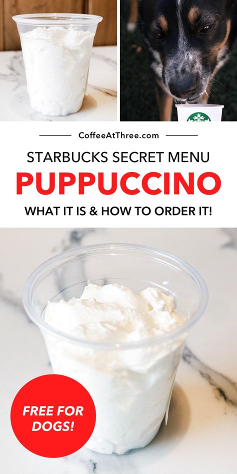 Starbucks Puppuccino How To Make A Pupachino, Starbucks Pupcup Recipe, Pupachino Recipe, Starbucks Whipped Cream, Drinks Starbucks, Secret Menu Items, Starbucks Secret Menu Drinks, Iced Coffee Drinks, Starbucks Secret