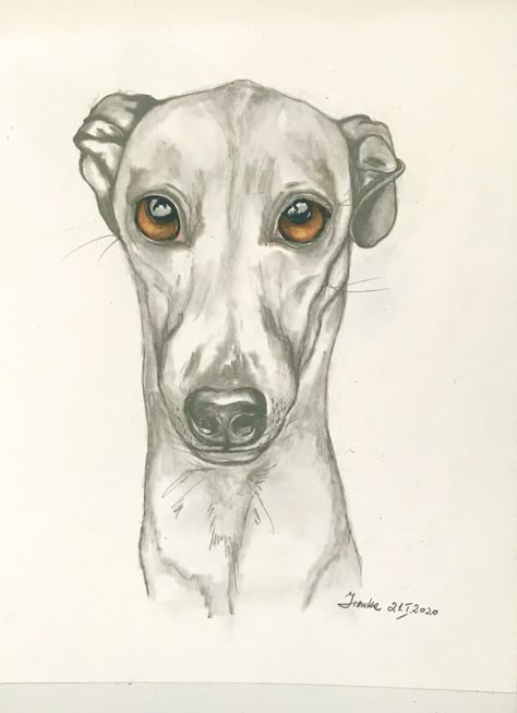 Lurcher Dog Drawing, Lurcher Drawing, Greyhound Sketch, Whippet Painting, Whippet Drawing, Greyhound Drawing, Artwork Diy Paintings, Greyhound Tattoo, Hare Drawing