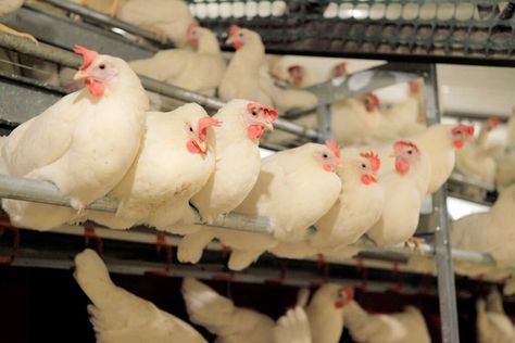 The Bureau of Animal Industry (BAI) on Tuesday said the country’s chicken output and supply would soon rise… Tyson Foods, Broiler Chicken, Cage Free Eggs, Poultry Farm, Food System, States In America, Specialty Foods, Animal Welfare, Food Industry