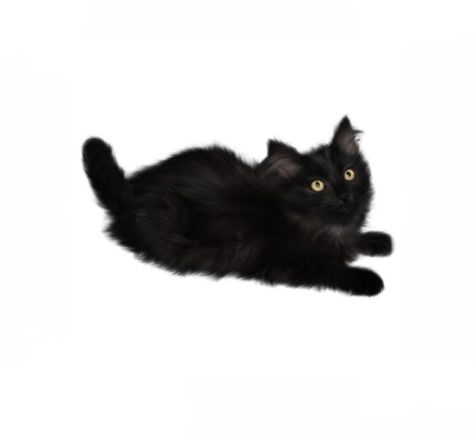 Cat App Icon, Dark Academia Png, Black Cat Png, Cat App, Cat Dark, Minimalist Icons, Cat Pose, Png Icons, Black N White