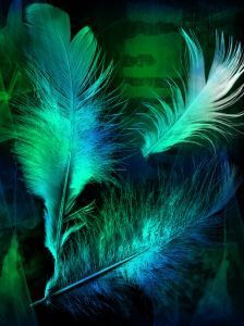 Ocean Hues, Ballet Russe, Peacock Colors, Prime Colors, Colorful Life, Feather Art, Blue Feather, Aqua Turquoise, Random Image