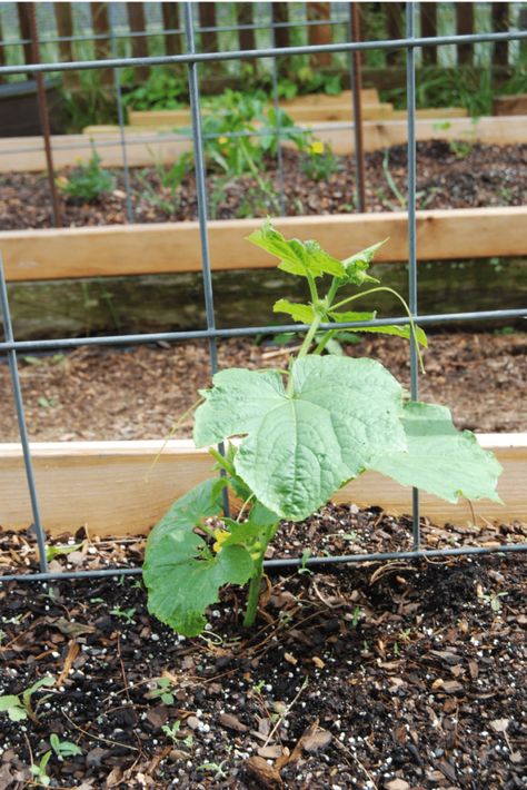 Cucumber Fence Trellis Ideas, Easy Cucumber Trellis Diy, How To Trellis Cucumbers, Cucumber Trellis Raised Bed, How To Make A Trellis, Diy Trellis For Cucumbers, Trellis Ideas For Cucumbers, Trellis For Cucumbers, Hanging Trellis