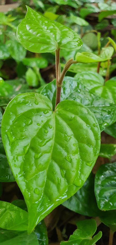 Betel Leaf