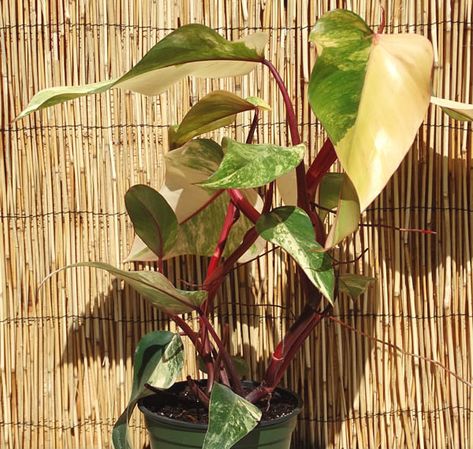 Philodendron Painted Lady Plant in 2x2x7″ Pot – Kens Philodendrons Philodendron Erubescens, Perennial Ground Cover, Screen Plants, Border Plants, Starter Plants, Spider Plants, Monstera Deliciosa, Ornamental Plants, House Plants Indoor