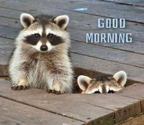 Raccoon Friend, Cute Raccoon, Racoon, Sweet Animals, Animal Planet, Animal Photo, Animals Friends, Beautiful Creatures, Animal Kingdom