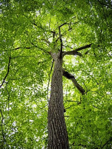 Photo C, New Brunswick, Landscaping Plants, Nebraska, South Carolina, Garden Plants, North America, Tree Trunk, Cherry