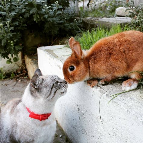 Kitten And Bunny, Bunny And Cat, Unusual Animal Friends, Cat And Bunny, Cat And Rabbit, Cutest Bunny Ever, Cute Bunny Pictures, Funny Cat Wallpaper, Cat Rabbit