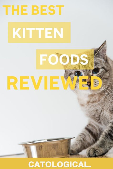 If you just got your kitten, this blog is for you! Everything you need to know about some of the best cat food brands, tried and reviewed so you can give your feline friend the best! #CatAdvice #CatTips #KittenTips #KittenAdvice #CatCare #ReviewsAndRatings #BabyCat Kitten Formula, Kitten Treats, Cat Food Brands, Cat Advice, Cat Diet, Best Cat Food, Kitten Wallpaper, Kitten Food, Healthy Cat