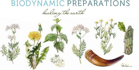 Biodynamic farming - BIODYNAMIC Farming - NEEEEEXT : Let's step together into the Future ! Biodynamic Farming, Percy Bysshe Shelley, Cow Manure, Planting Calendar, Farm Activities, Land Trust, Plant Diseases, Sustainable Agriculture, Sleeping Under The Stars