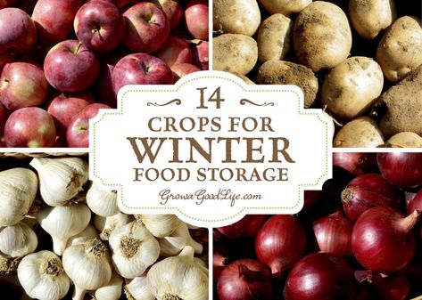 14 Crops for Winter Food Storage What To Can, Food For Winter, Gardening Knowledge, Growing Winter Vegetables, Healthy Pantry, Garden Layouts, Farmers Market Recipes, Delicious Veggies, Winter Crops