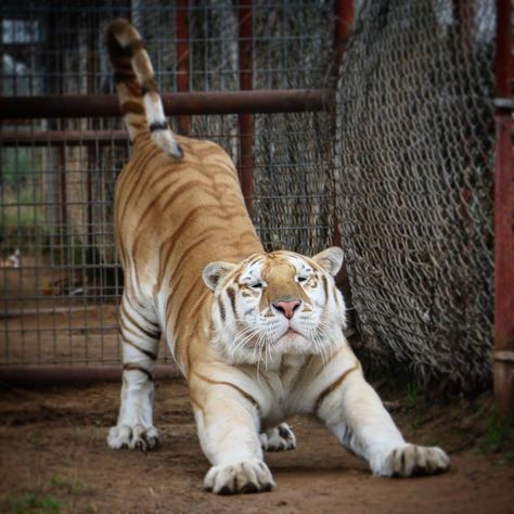 Tiger Stretching Drawing, Tiger Standing Up, Golden Tiger Aesthetic, Liger Animal, Tiger Oc Human, Tiger Stretching, Tiger Pouncing, Tigers Aesthetic, Stretching Reference